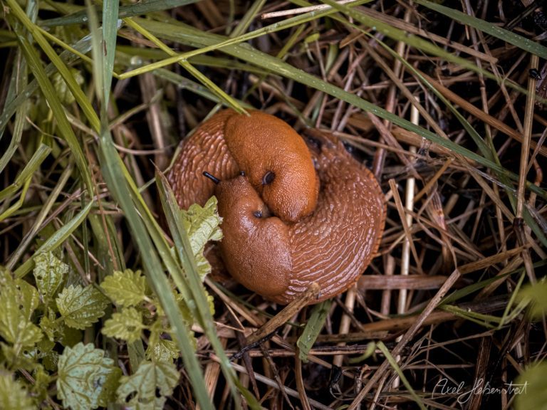 Braune Schnecke auf Gräsern und Blättern in natürlicher Umgebung – © Axel Hebenstreit