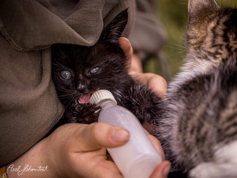 Ein schwarzes Kätzchen trinkt aus einer Flasche, während es in die Arme einer Person gekuschelt ist. – © Axel Hebenstreit