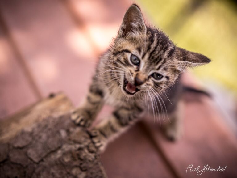 Kleiner neugieriger Kater steht auf einem Holzbrett und miaut laut. – © Axel Hebenstreit