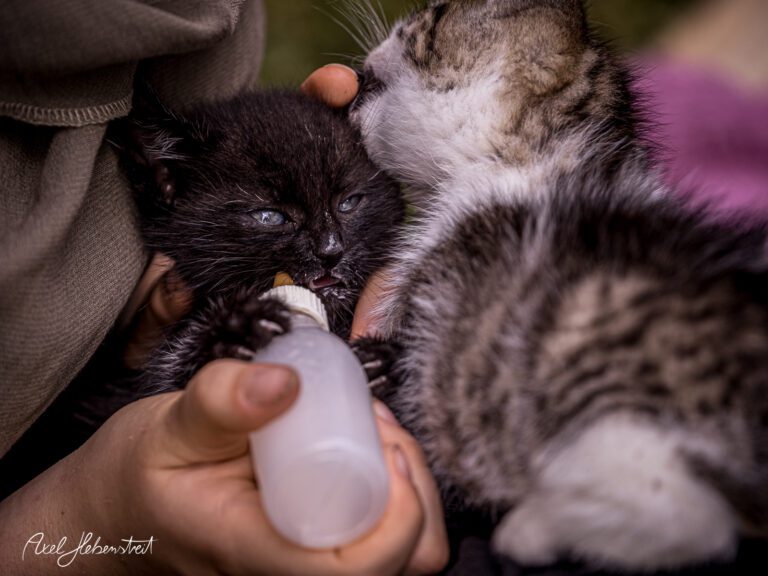 Schwarzes und gestreiftes Kätzchen trinken aus einer Flasche, während sie liebevoll gehalten werden – © Axel Hebenstreit