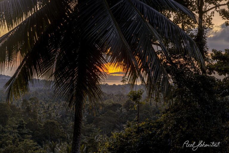 Sonnenuntergang hinter üppigen tropischen Pflanzen, die eine friedliche Stimmung im Dschungel vermitteln – © Axel Hebenstreit