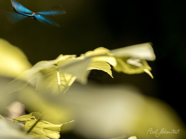 Blauflügelige Libelle schwebt über grünen Blättern in natürlichem Licht – © Axel Hebenstreit