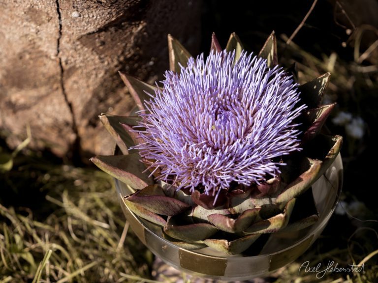 Violette Artischockenblüte mit stacheligen Blättern vor rustikaler Steinwand in natürlicher Beleuchtung – © Axel Hebenstreit