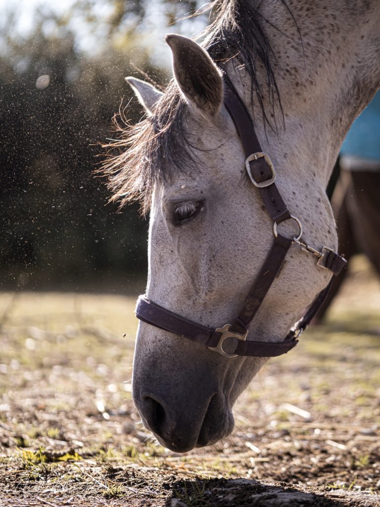 Weißes Pferd mit schwarzem Halfter senkt den Kopf zum Grasen auf einem sonnigen Reitplatz – © Axel Hebenstreit