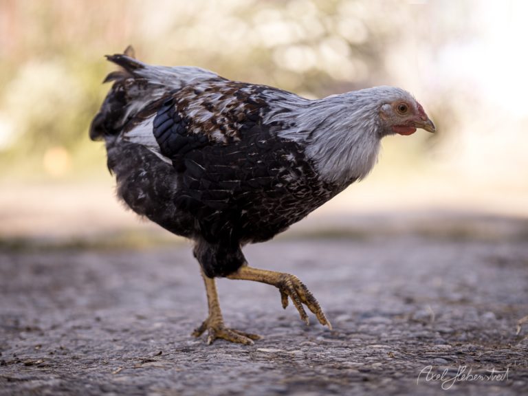 Schwarzes Huhn mit grauem Kopf läuft aufmerksam über Asphalt vor unscharfem Hintergrund – © Axel Hebenstreit