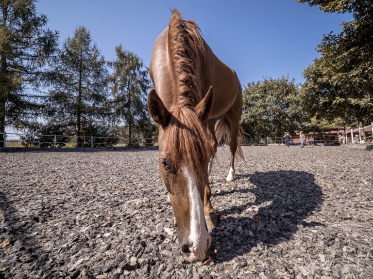 Braunes Pferd mit weißer Blesse senkt seinen Kopf auf sandigem Reitplatz im Freien – © Axel Hebenstreit