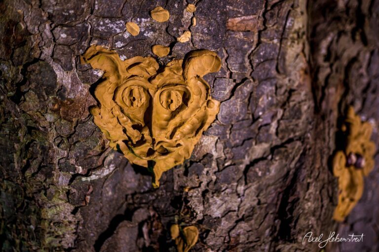 Ein Gesicht aus Harz auf einer Baumrinde, das eine witzige und natürliche Stimmung vermittelt – © Axel Hebenstreit