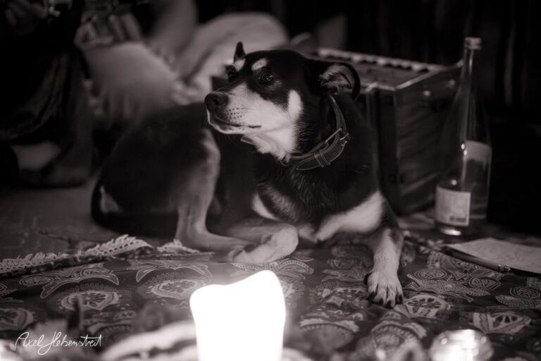 Ein ruhiger Hund sitzt gelassen auf einem bunt gemusterten Teppich, beleuchtet von dem Schein einer Kerze. – © Axel Hebenstreit
