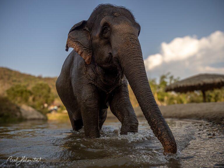 Ein Elefant steht im Wasser und genießt die Umgebung, umgeben von Natur – © Axel Hebenstreit