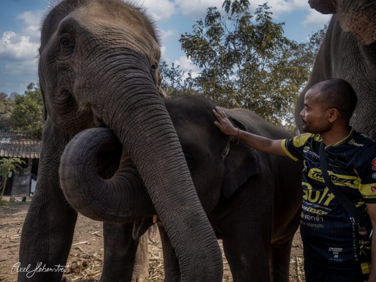 Ein Mann streichelt sanft einen Elefanten, während ein weiterer Elefant im Hintergrund steht, umgeben von Natur. – © Axel Hebenstreit