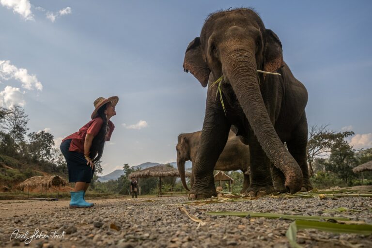 Eine Frau spielt mit einem Elefanten in freier Natur und genießt den Moment – © Axel Hebenstreit