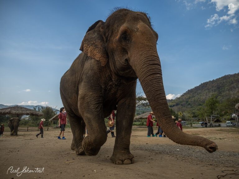 Ein majestätischer Elefant schreitet durch eine Landschaft mit Menschen im Hintergrund. – © Axel Hebenstreit