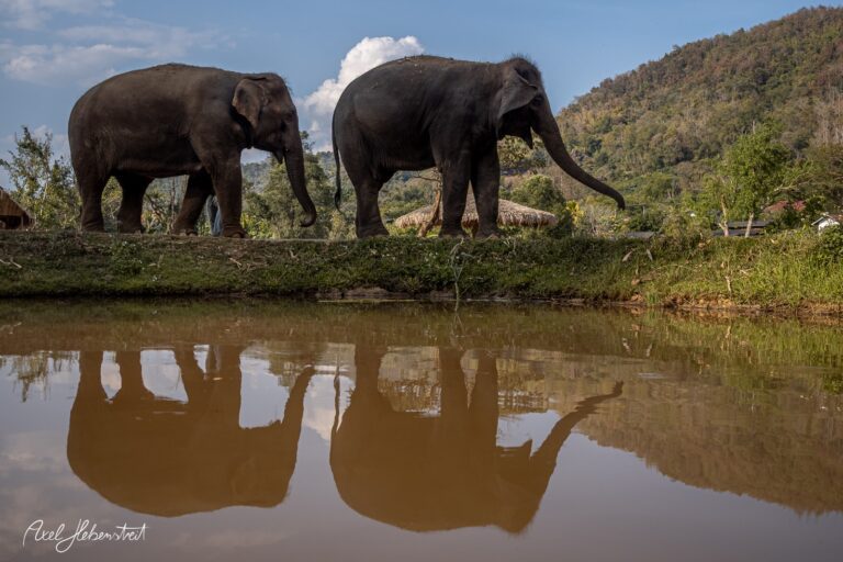 Zwei Elefanten wandern am Ufer eines Teichs, spiegeln sich im Wasser vor einer bewaldeten Landschaft – © Axel Hebenstreit