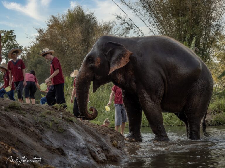 Elefant im Wasser, umgeben von Menschen, die ihn füttern, in einer idyllischen Naturumgebung – © Axel Hebenstreit