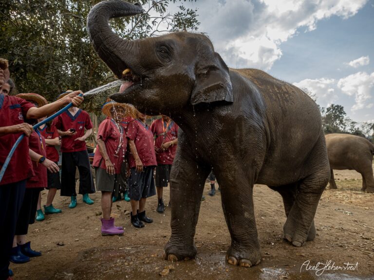 Elefant trinkt Wasser aus einem Schlauch, umgeben von Menschen in einem Naturpark – © Axel Hebenstreit