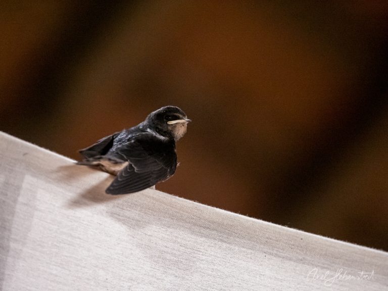 Kleine schwarze Schwalbe sitzt auf hellem Stoff vor unscharfem braunem Hintergrund – © Axel Hebenstreit