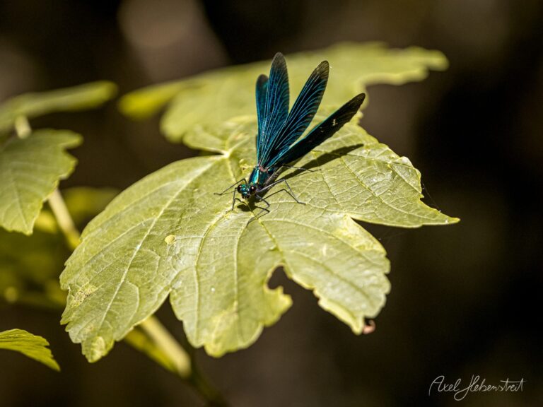 Schwarze Libelle mit blauen Flügeln sitzt auf grünem Blatt in Nahaufnahme – © Axel Hebenstreit