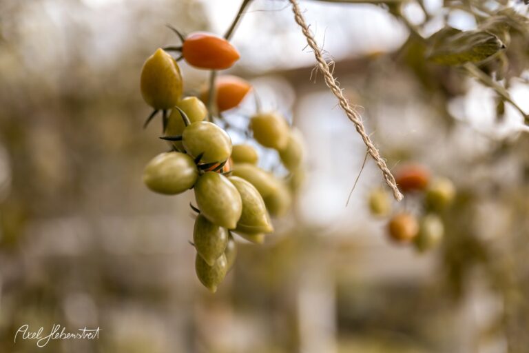 Reife und unreife Tomaten wachsen an einer Pflanze in sanfter, natürlicher Beleuchtung – © Axel Hebenstreit