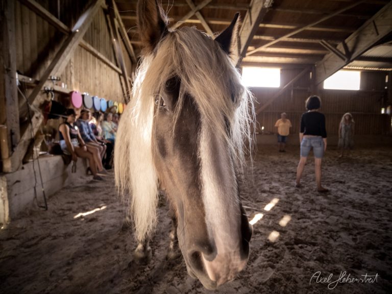 Weißes Pferd mit fließender Mähne in einem Reitstall, während Kinder im Hintergrund zusehen – © Axel Hebenstreit