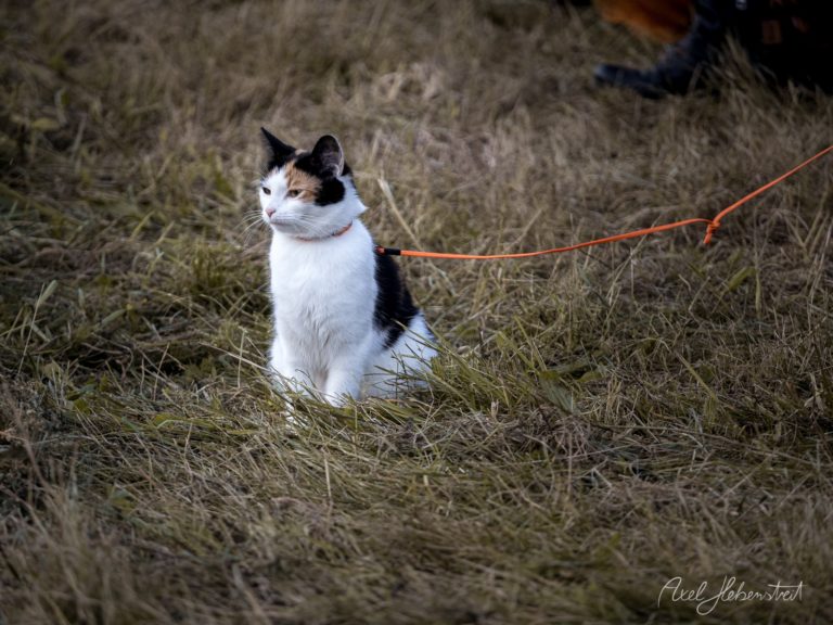 Schwarz-weißes Kätzchen sitzt an roter Leine im trockenen Gras und blickt aufmerksam zur Seite – © Axel Hebenstreit