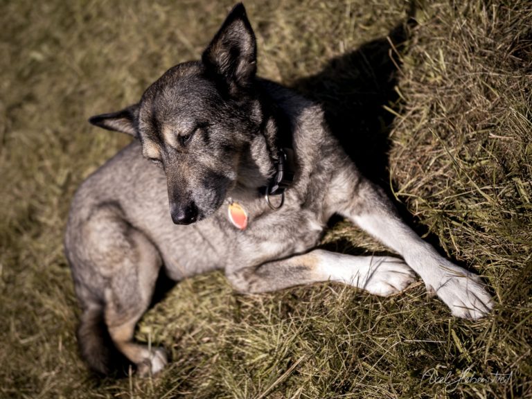 Grauer Husky liegt entspannt auf Stroh und Heu und blickt nachdenklich zur Seite – © Axel Hebenstreit