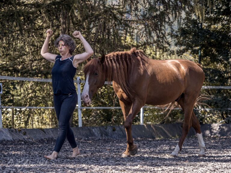 Frau in schwarzer Sportkleidung präsentiert ein braunes Pferd in einem Paddock mit Wald im Hintergrund – © Axel Hebenstreit